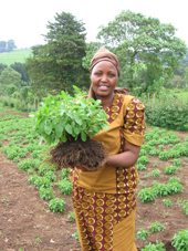 Kenyan Woman with Stevia Plant