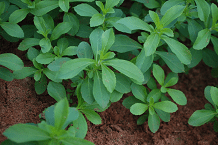 Stevia is a natural origin, zero-calorie sweetener derived from the stevia plant.
