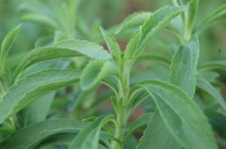 stevia-farming-leaves