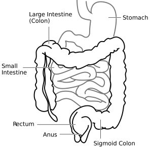 intestine-diagram